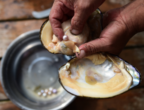 Where Do You Find Pearls in Oysters?