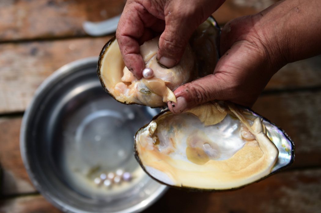 How Are Pearls Made In Oysters