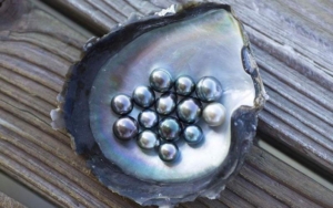 Mother of Tahitian Pearls Pearl vs Pearl 1